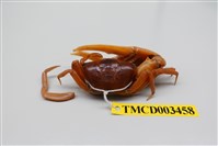 藏品(北方丑招潮蟹)的圖片